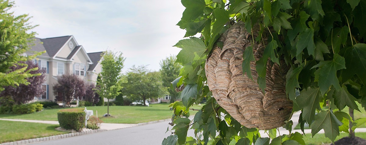 Lockport, NY Residential Pest Control Services