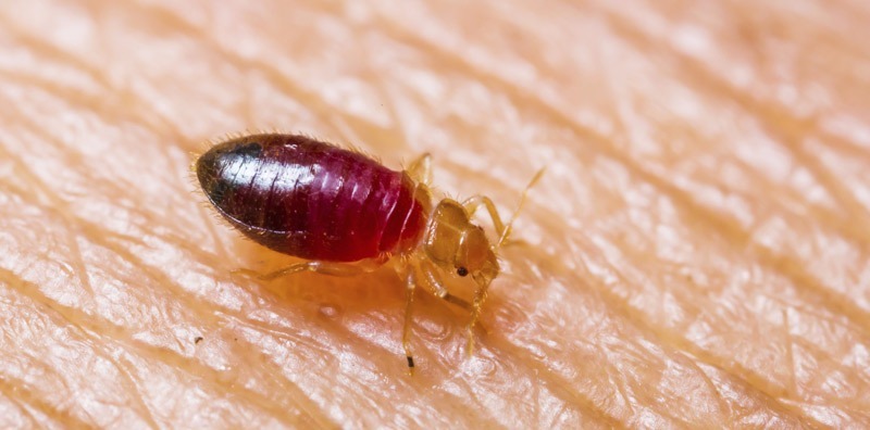 Best Bed Bug Extermination & Removal in Chicago Illinois