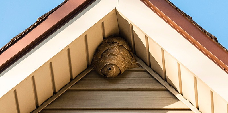 Buffalo Bee Removal 