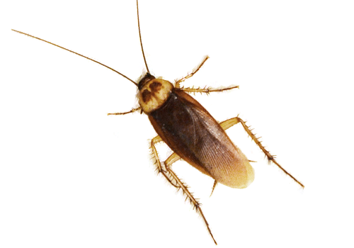 Buffalo, NY School Pest Control